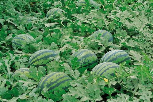 娱乐吃瓜君大丽花,揭秘娱乐圈背后的秘密花絮  第1张